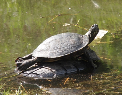[A large turtle is spread across the top of the tire. The turtle looks at the camera. In the darkness underneath the front end of the turtle is a very small turtle. The legs of the larger turtle partially hide the smaller one.]